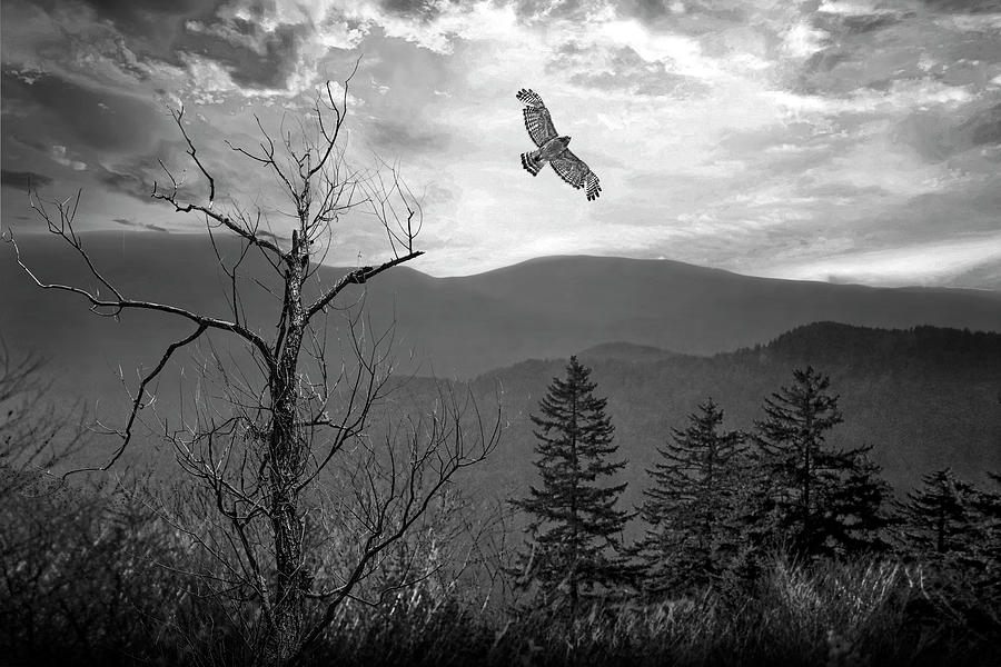 Soaring Hawk with a Smokey Mountain Sunset in Black and White No Photograph by Randall Nyhof
