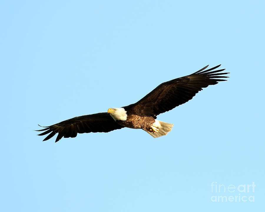 Soaring high Photograph by Heather King