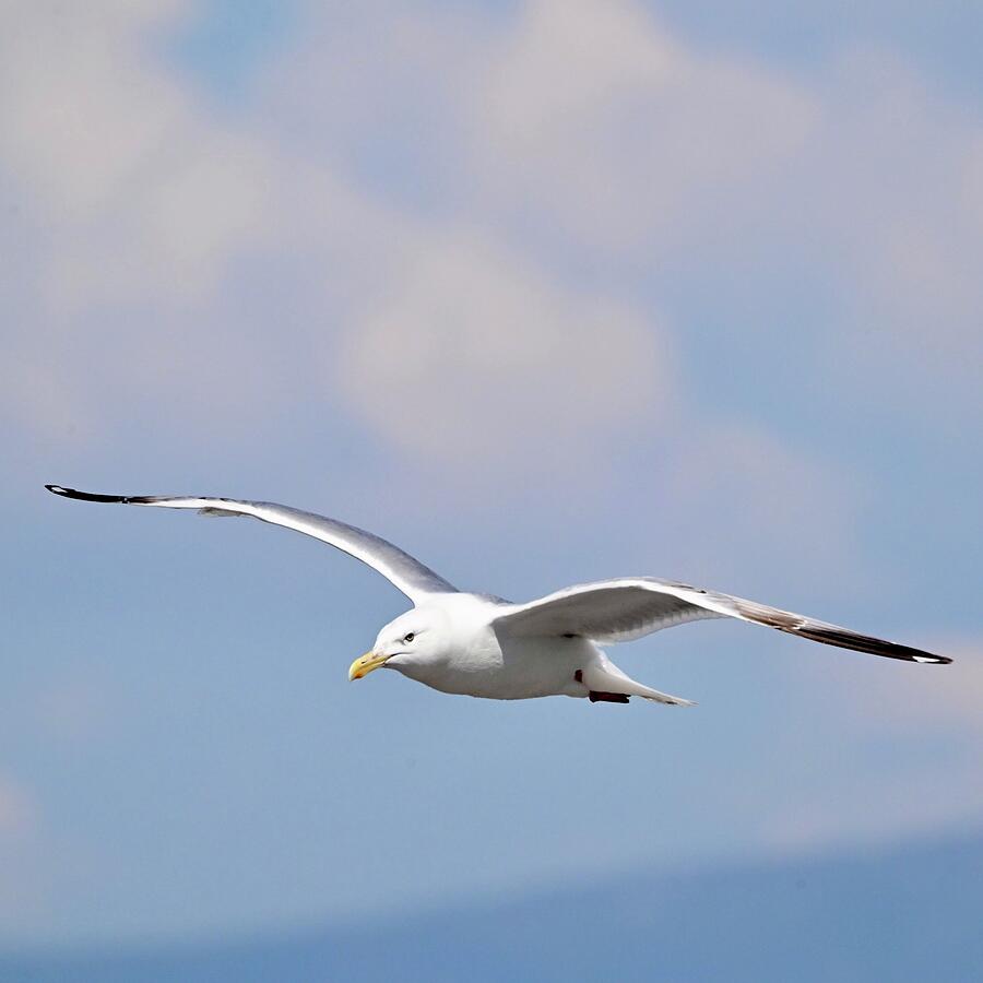 Soaring in Blue Skies Photograph by Harry Banks Soaring in Blue Skies Photograph by Harry Banks