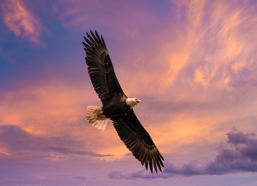 Soaring in the clouds Photograph by Lynn Hopwood