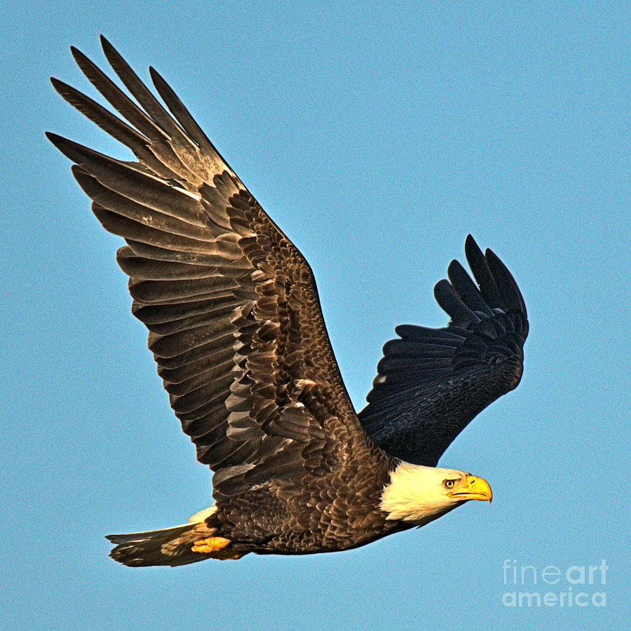 Soaring In The Golden Light Photograph by Adam Jewell