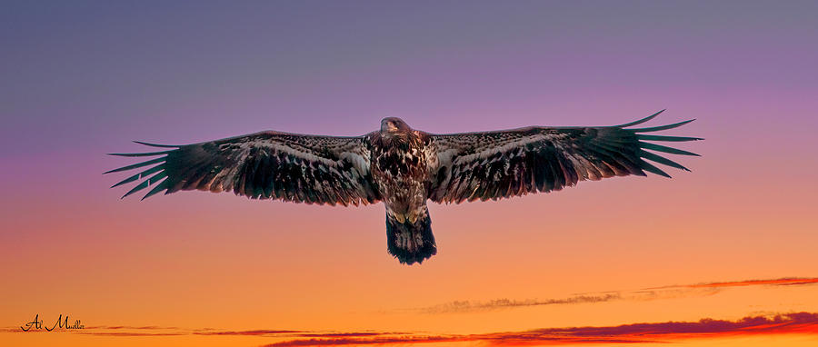 Soaring Juvenile Bald Eagle Photograph by Al  Mueller