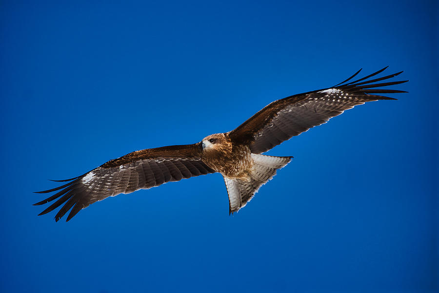 Soaring Kite - Japan Photograph by Stuart Litoff