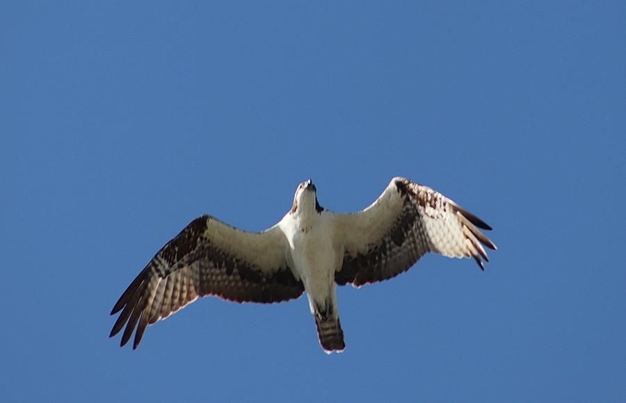 Soaring Photograph by L Genovese - Fine Art America