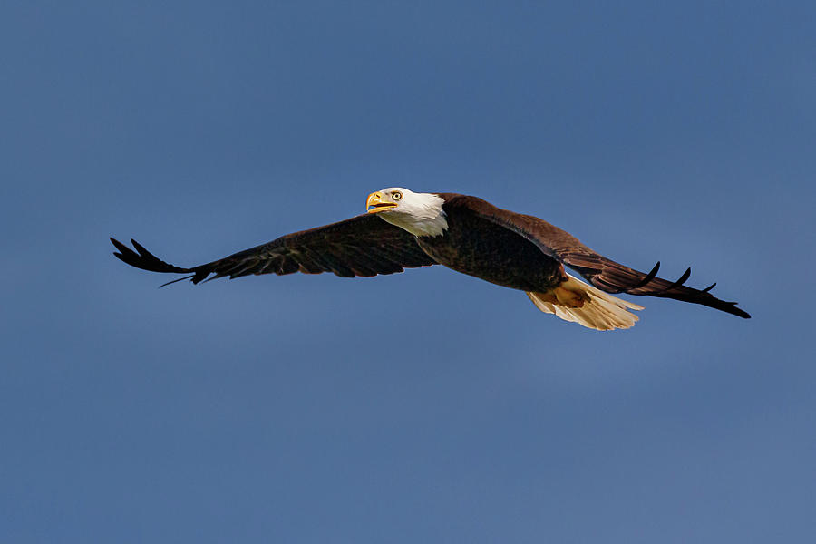 Soaring Photograph by Les Greenwood