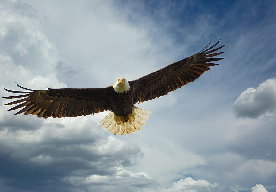 Bald Eagle Soaring Photograph by Lynn Hopwood - Fine Art America