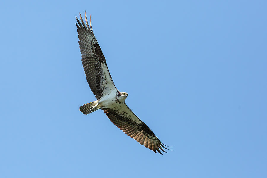Soaring Osprey Photograph by Dale Kincaid