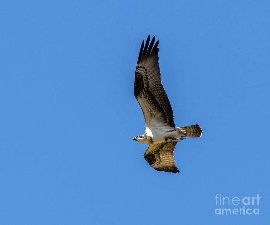 Soaring Osprey With a Fish Photograph by Steven Krull