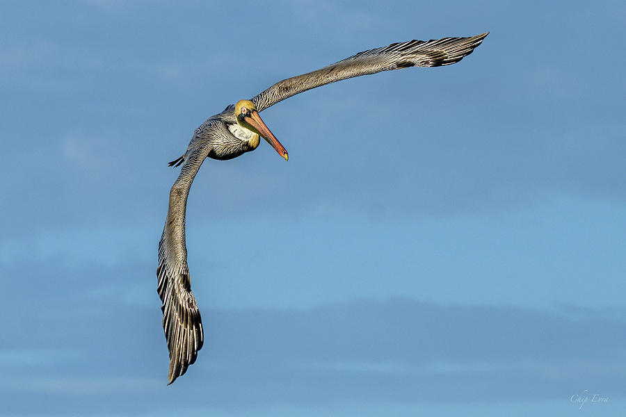 Soaring Pelican Photograph by Chip Evra