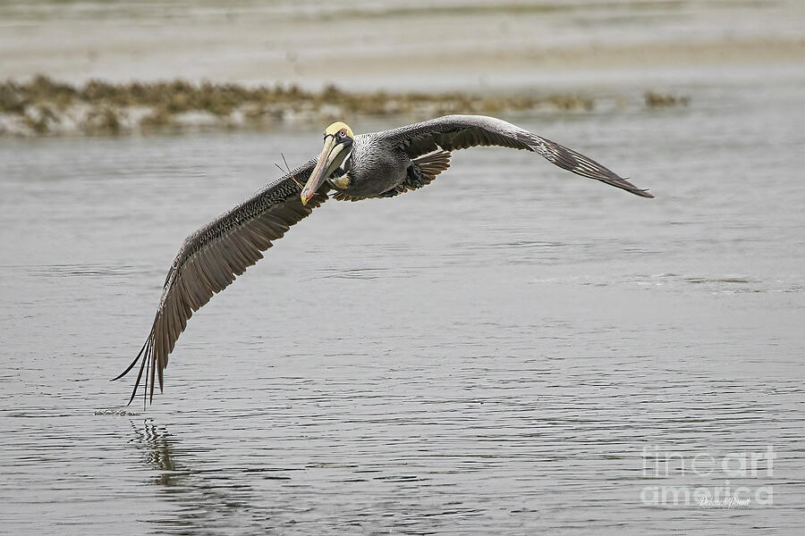 Soaring Pelican Photograph by Deborah Benoit