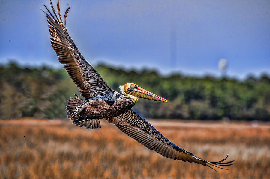 Soaring Pelican Photograph by Joe Granita