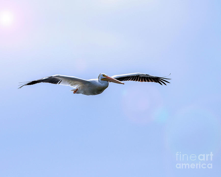 Soaring Pelican Photograph by Shirley Dutchkowski