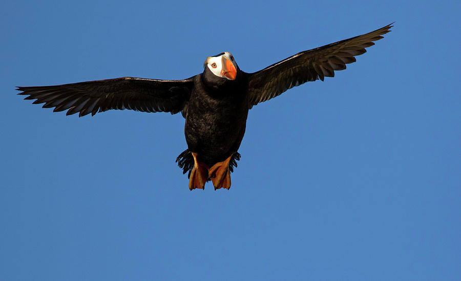 Puffin Photograph - Soaring Puffin by Shari Sommerfeld