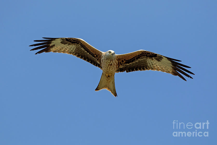 Soaring Red Kite Photograph by Arterra Picture Library