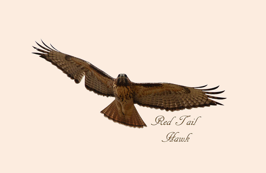 Soaring Red Tail Hawk Photograph