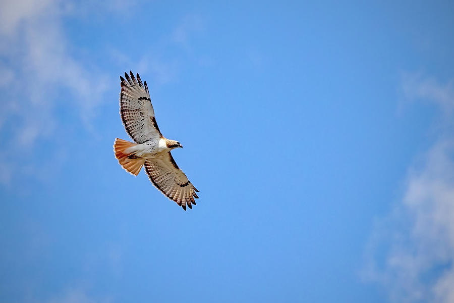 Soaring Red Tailed Hawk Photograph by Ira Marcus