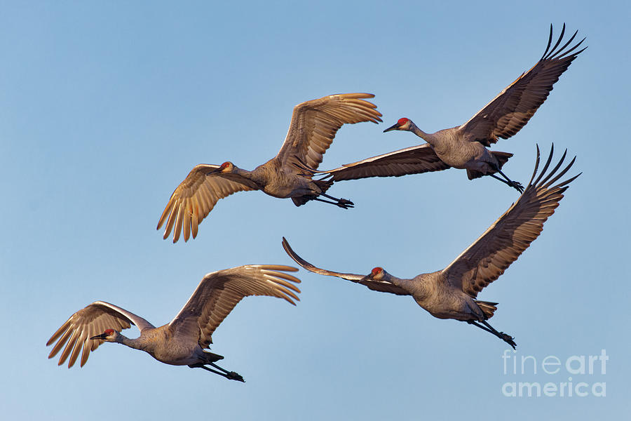 Soaring Sandhill Crane Photograph by Natural Focal Point Photography