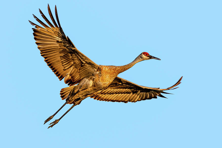 Soaring Sandhill Photograph by Wild Fotos