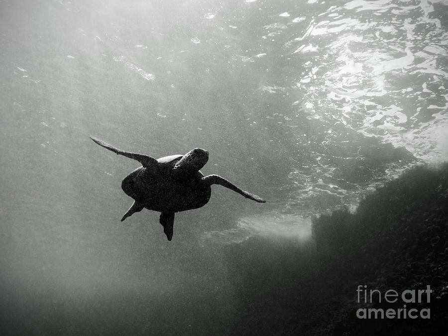Soaring Sea Turtle 1 Photograph by Paul Topp
