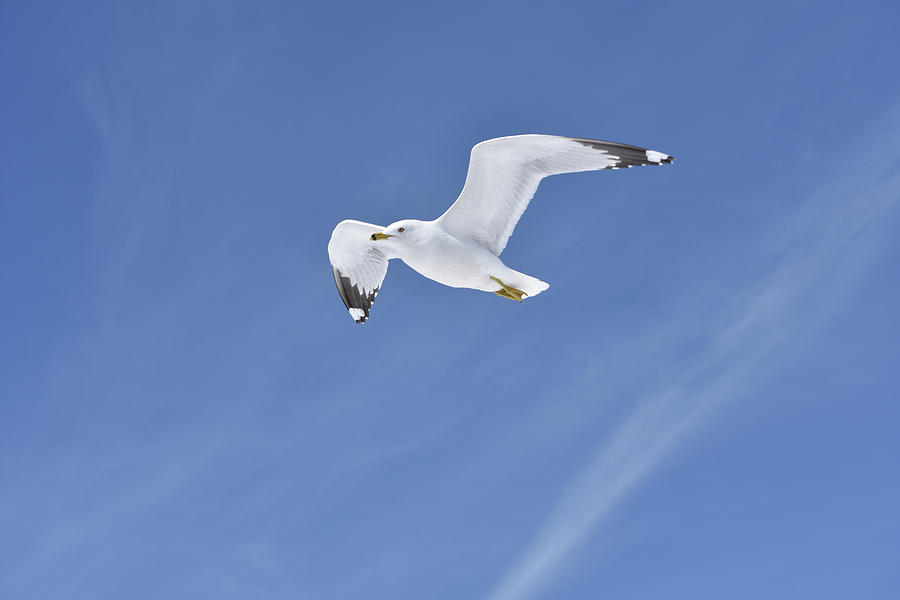 Soaring Seagull Photograph by Tom Crook Soaring Seagull Photograph by Tom Crook