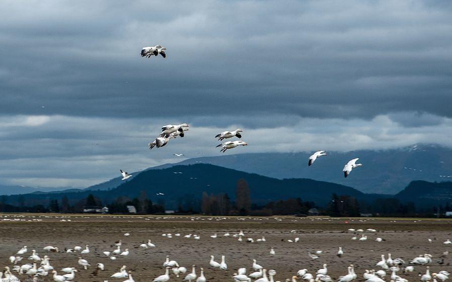 Soaring Snow Geese Photograph by Tom Cochran
