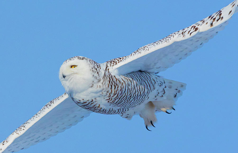 Soaring Snowy Owl Photograph by Robert Leo Photography