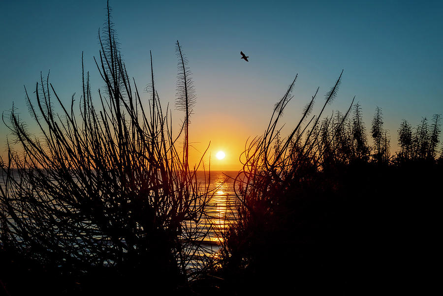 Soaring Sunset Photograph by Gina Cinardo