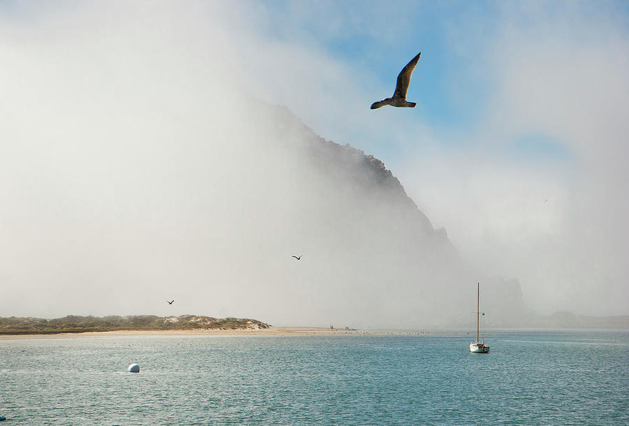 Seagull Photograph - Soaring Through the Mist by Gina Cinardo