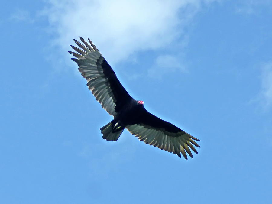 Soaring Turkey Vulture Photograph by Lyuba Filatova