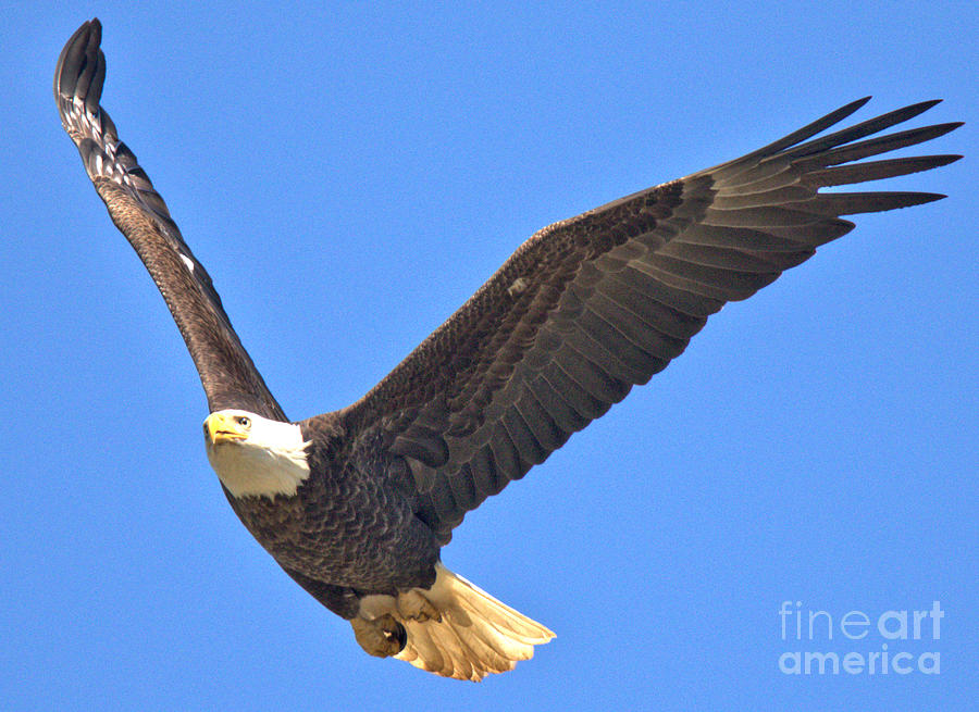 Soaring Under The Blue Skies Photograph by Adam Jewell