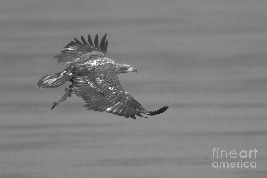 Soaring With A Fresh Catch Black And White Photograph by Adam Jewell