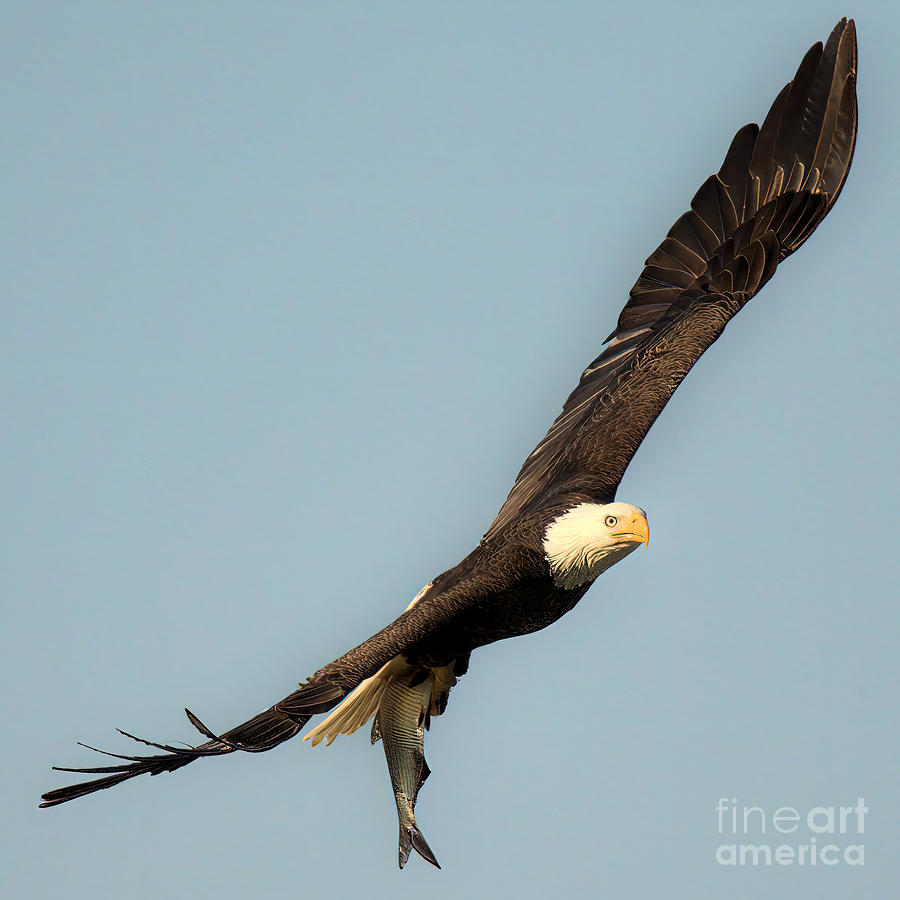 Soaring With Sushi Photograph by Adam Jewell