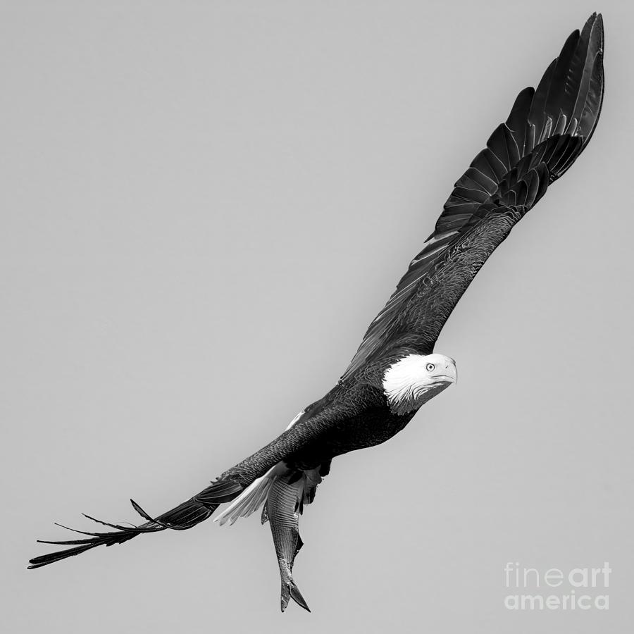 Soaring Wtih Sushi Black And White Photograph by Adam Jewell