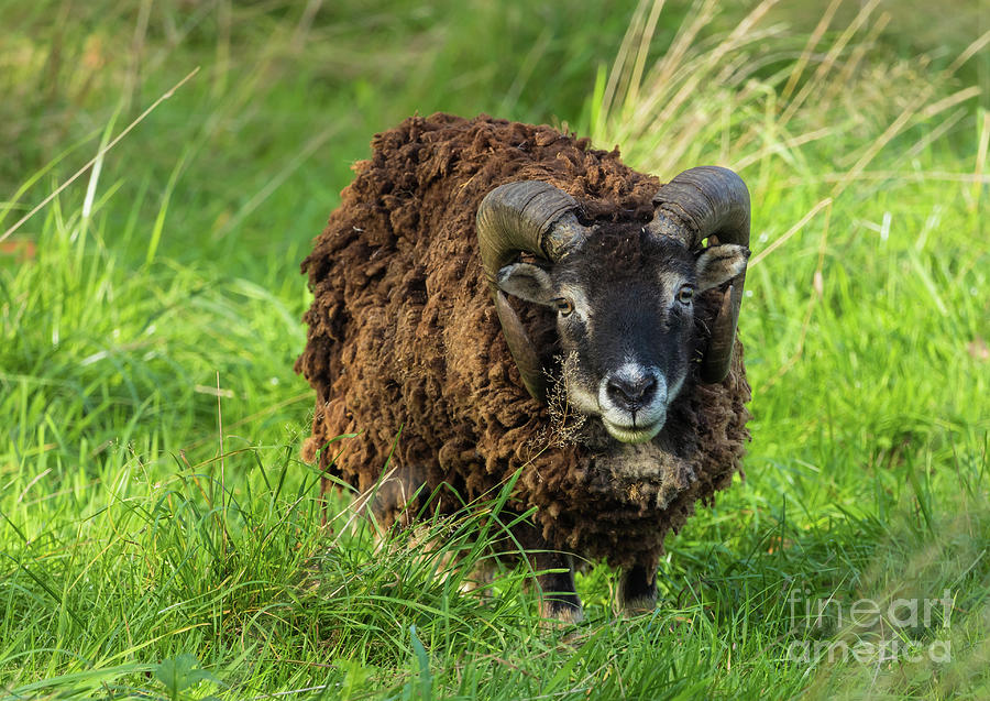 Sheep Photograph - Soay Ram by Eva Lechner