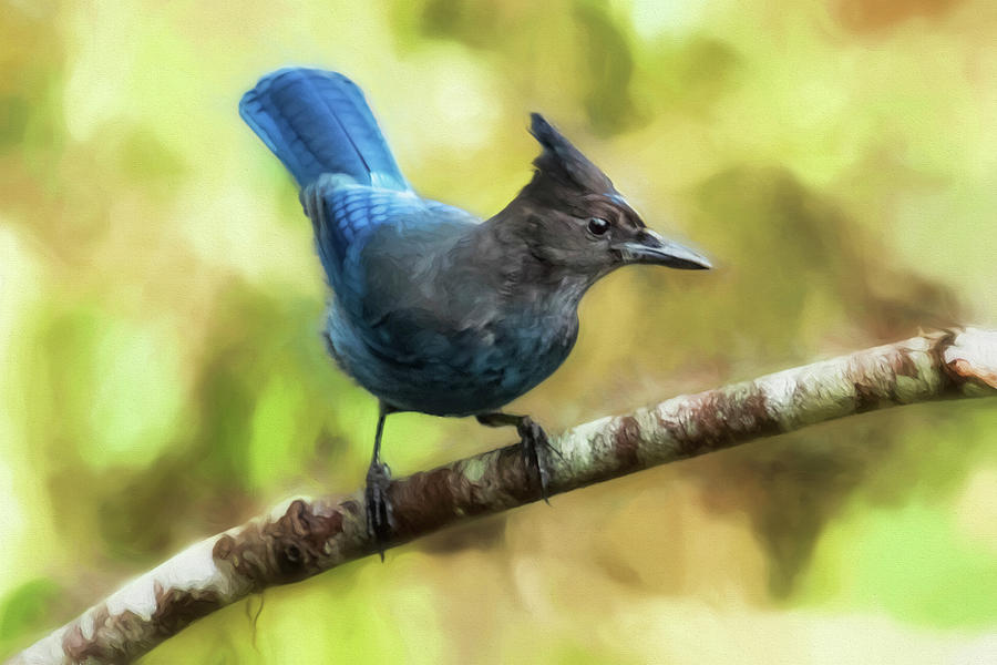 Sociable Stellers Jay painterly, Vers. 1 Photograph by Belinda Greb