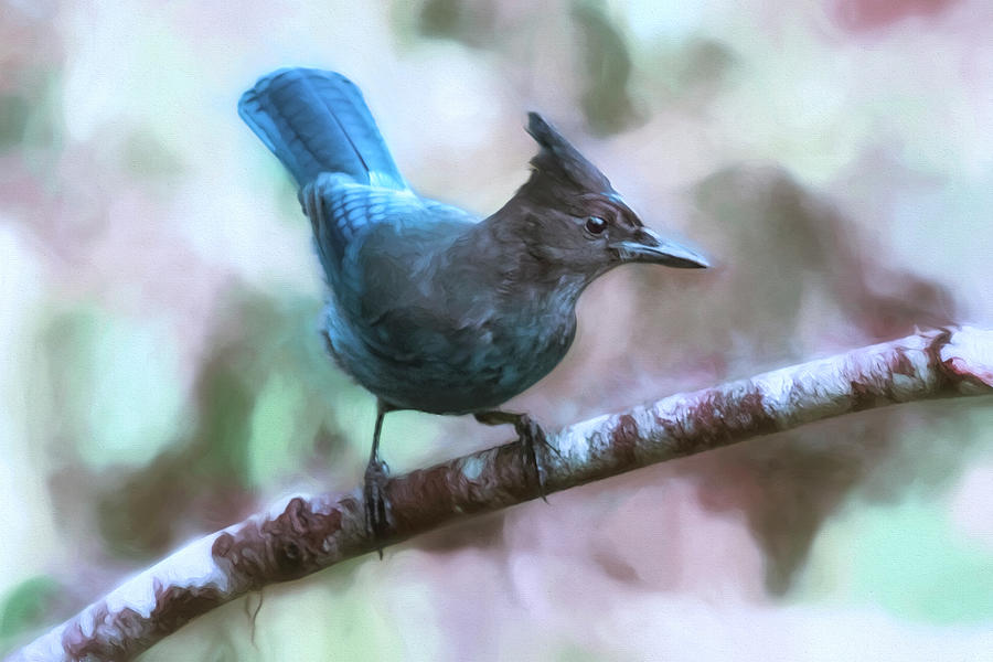 Sociable Stellers Jay painterly, Vers. 2 Photograph by Belinda Greb