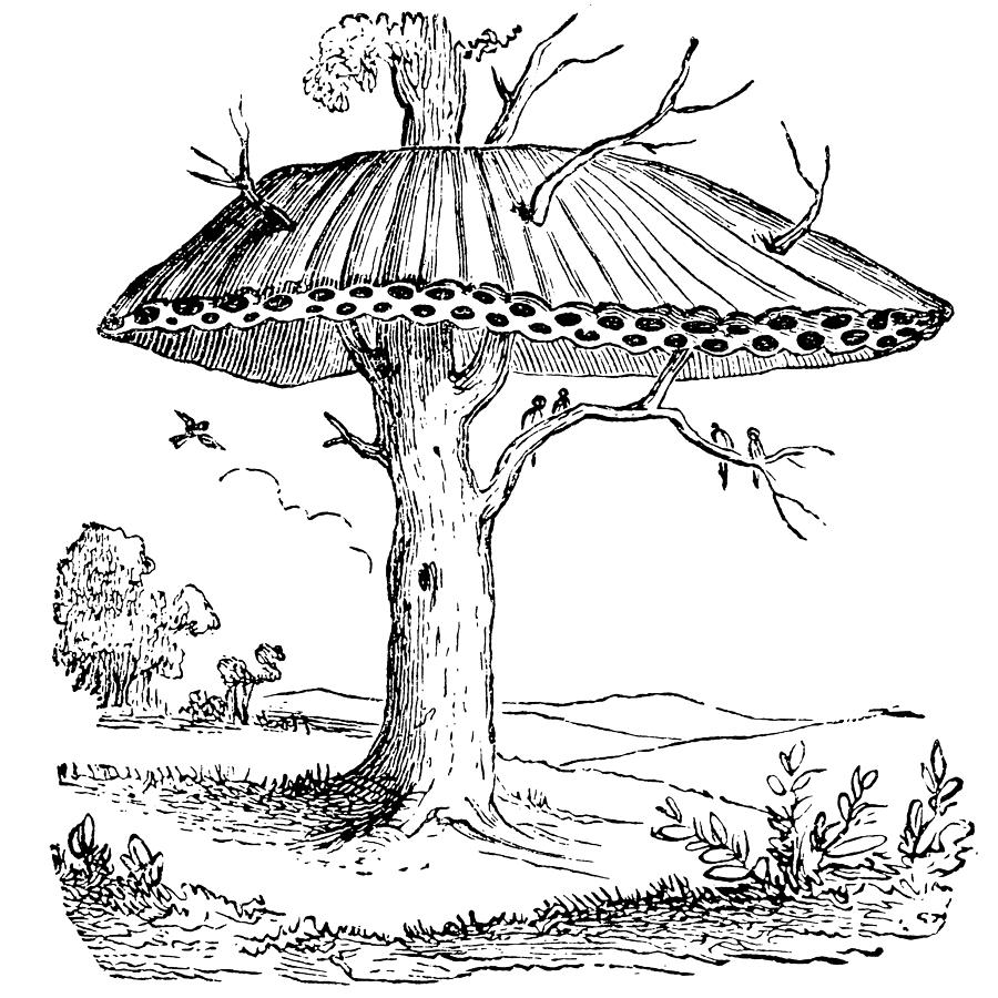 Sociable Weaver-bird, or Republican-bird nest Drawing by Nastasic