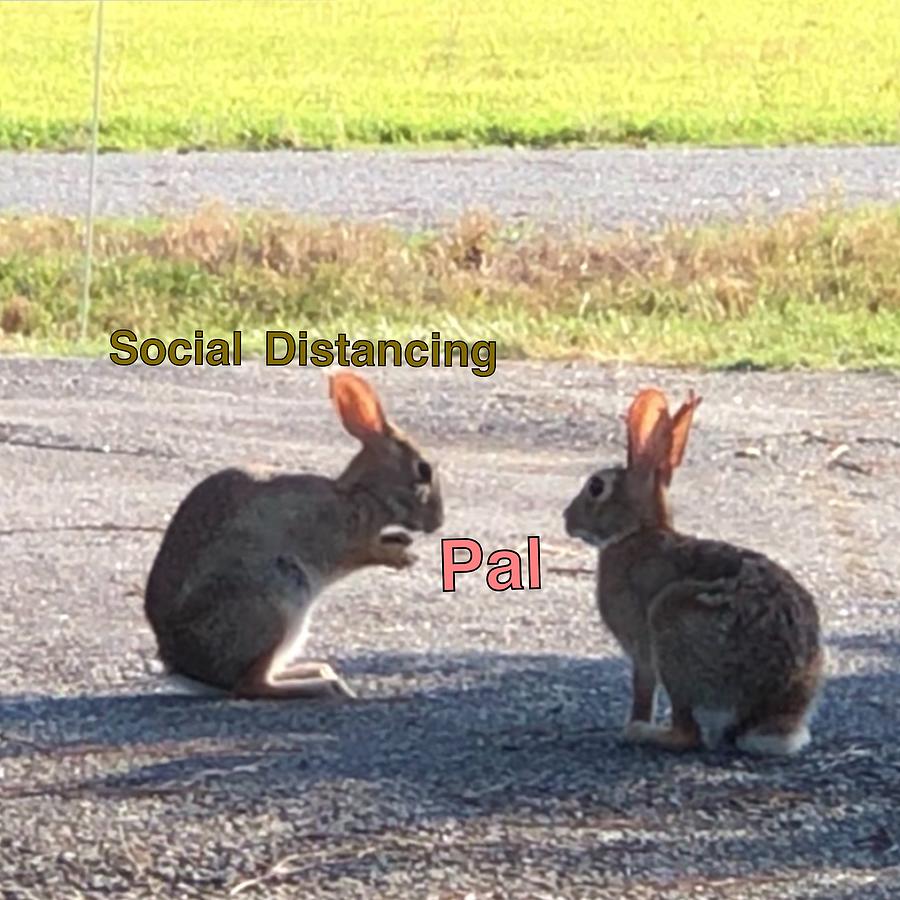 Social Distancing Bunnies Photograph by Catherine Wilson