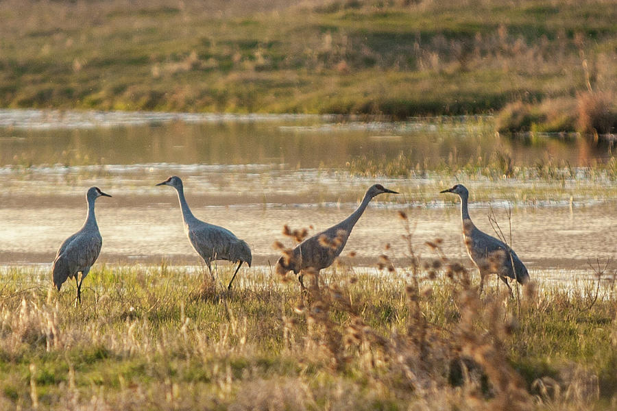 Social Distancing Cranes Photograph by Shirley Heier