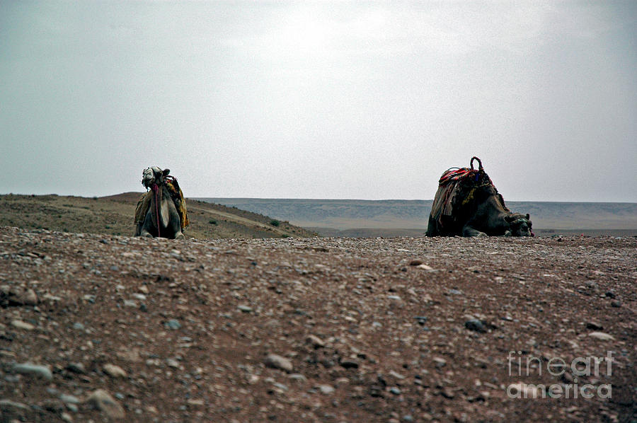 Camel Photograph - Social Distancing, Morocco by Janan Yakula