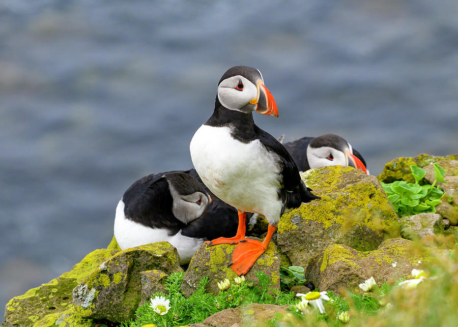 Social Puffins Photograph by Jessica DeLeon - Fine Art America