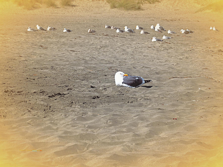 Socially Distant Gull Photograph