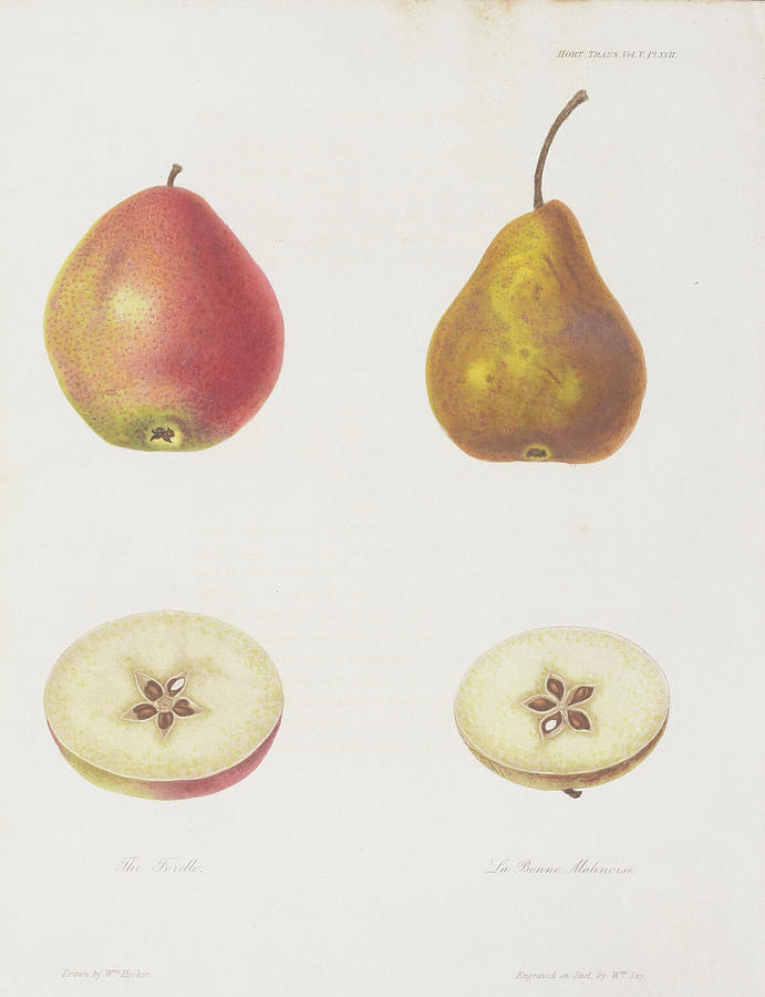 Society Pears c. 1812 Digital Art by Kim Kent