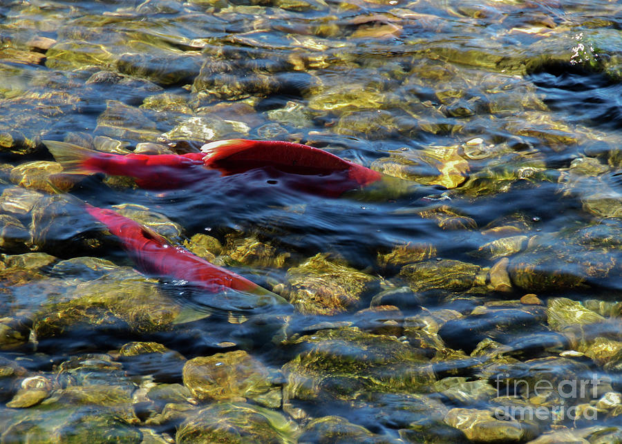 Fish Photograph - Sockeye Pair #1 by Nancy Gleason