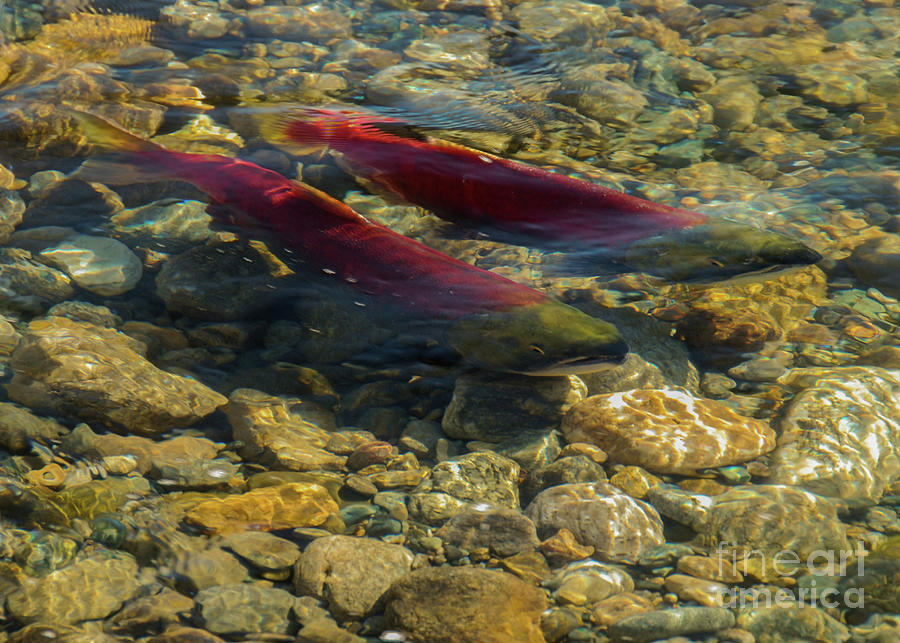 Fish Photograph - Sockeye Pair #3 by Nancy Gleason