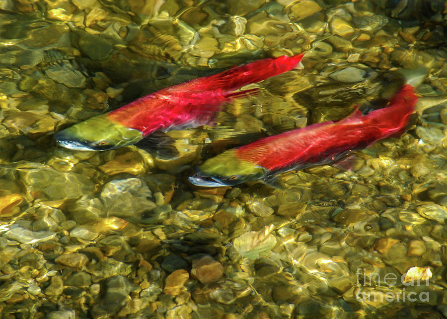 Fish Photograph - Sockeye Pair #4 by Nancy Gleason