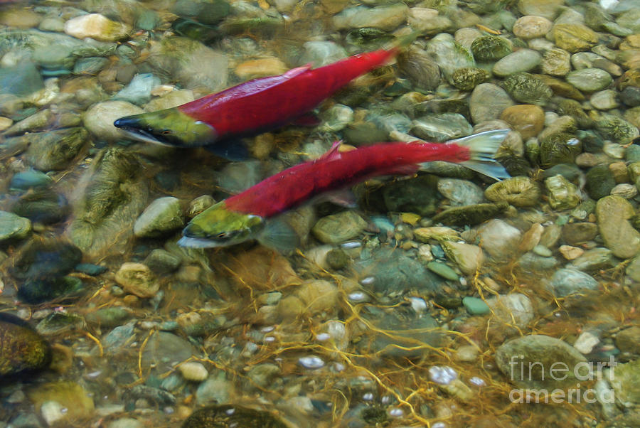 Fish Photograph - Sockeye Pair in a Side Channel by Nancy Gleason