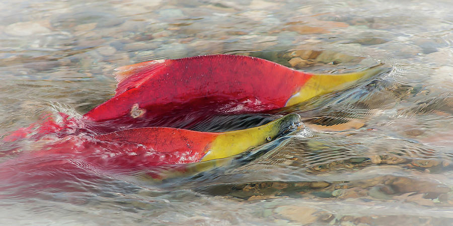 Sockeye Salmon Photograph - Sockeye Salmon by Linda McRae