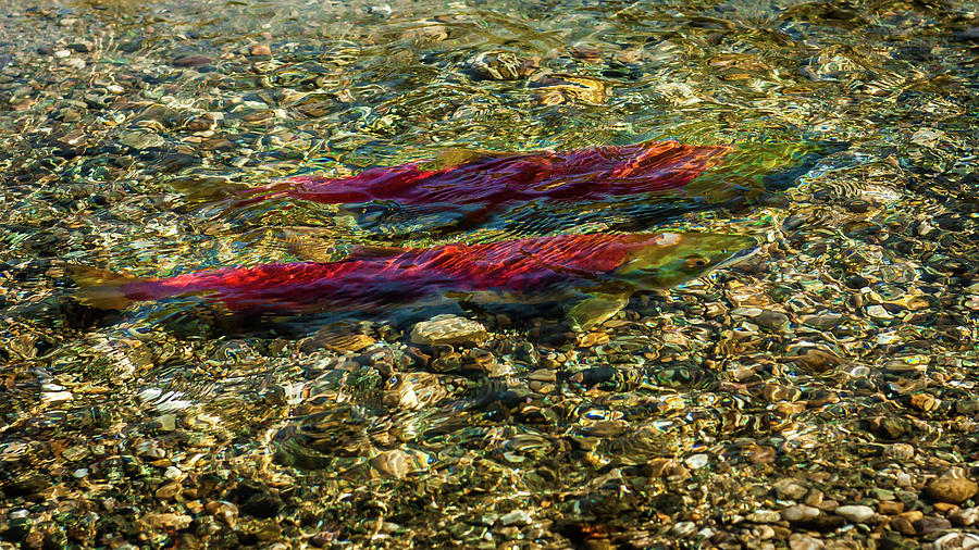 Sockeye Salmon Pair Photograph