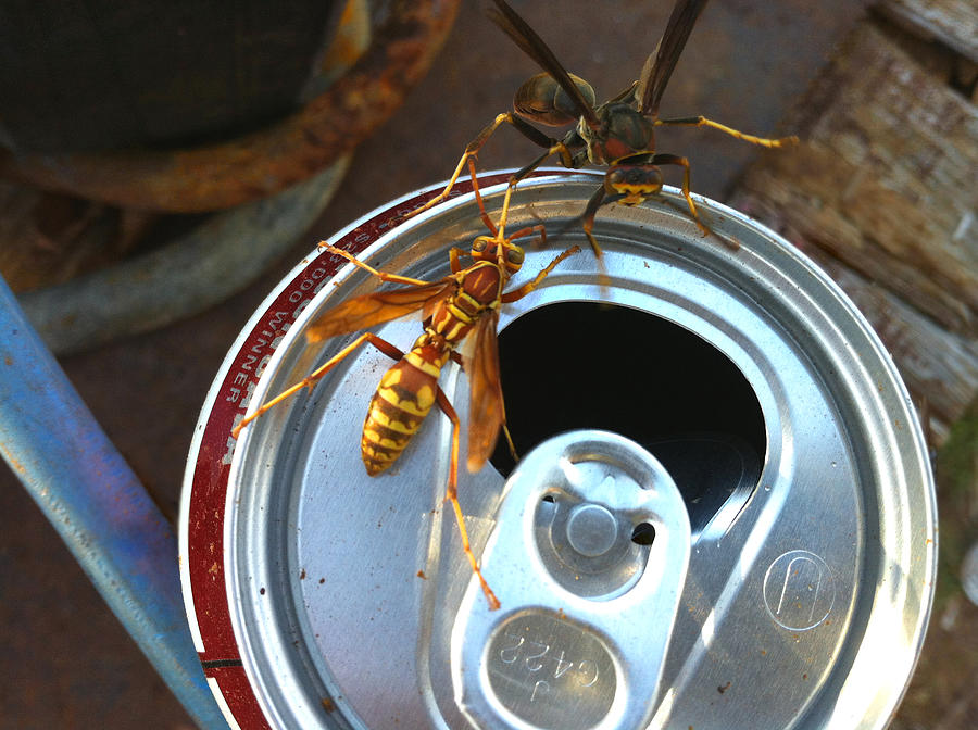 Soda Pop Bandits, two wasps on a pop can  Photograph by Shelli Fitzpatrick